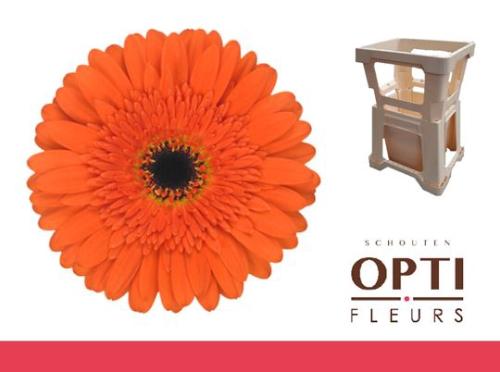 Gerbera grootbloemig 'Candela'