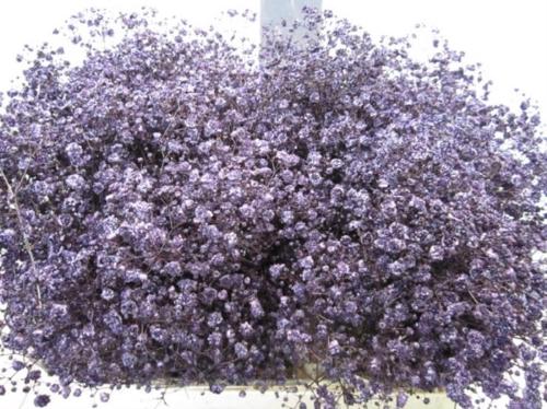 Gypsophila overig kleurbehandeld H%