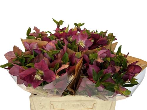 Helleborus 'Queens Red'