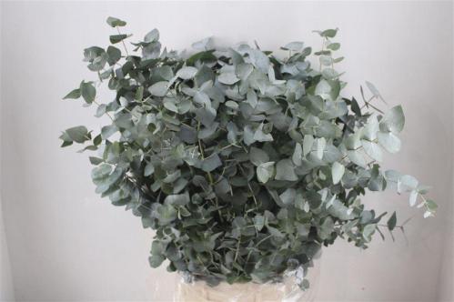 Eucalyptus per bos cinerea