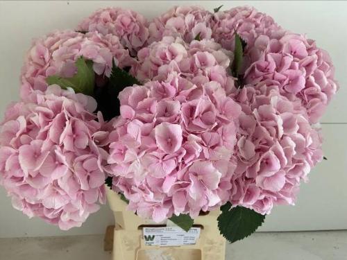 Hydrangea macrophylla 'Verena'