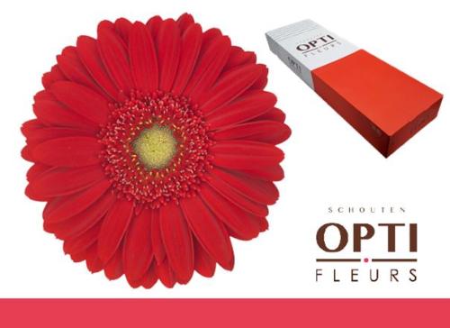 Gerbera grootbloemig 'Carambole'