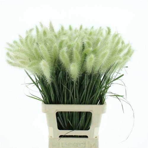 Pennisetum alopecuroides 'Blondie'