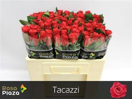 Rosa grootbloemig Tacazzi+