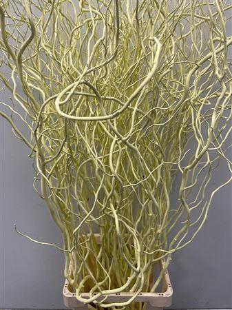 Salix kleurbehandeld H%