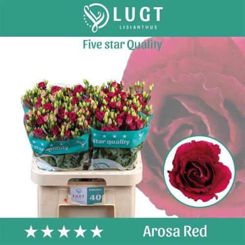 Eustoma russellianum gevuldbloemig 'Arosa Red'
