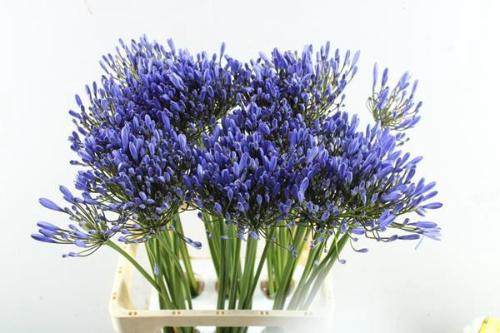 Agapanthus (Funnel Grp) 'Uri'