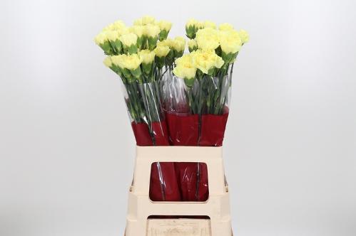 Dianthus standaard Hermes
