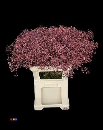 Gypsophila overig kleurbehandeld H%