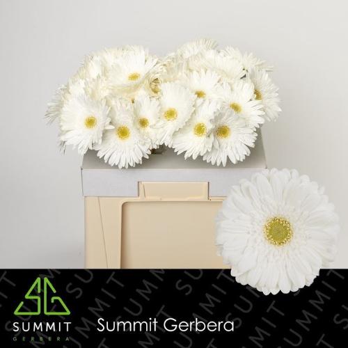 Gerbera grootbloemig 'Swanlake'