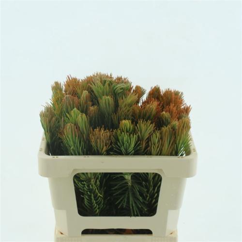 Retzia capensis