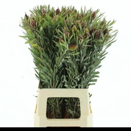 Kaaps Groen