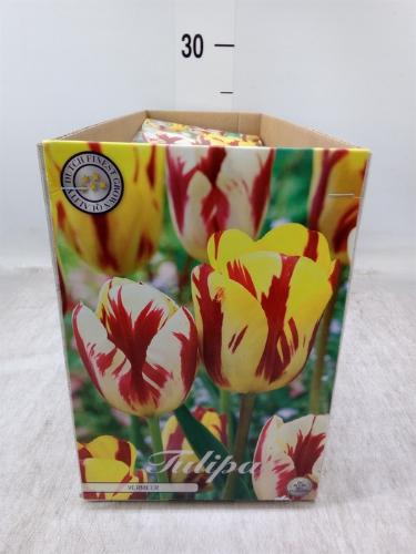 Tulipa (bol)
