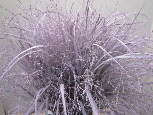 Siergras kleurbehandeld H%