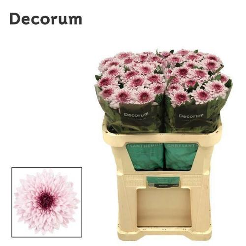 Chrysanthemum (Indicum Grp) geplozen Pip Pretty