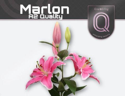 Lilium Oriental Grp 'Marlon'
