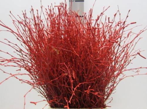 Betula kleurbehandeld H%