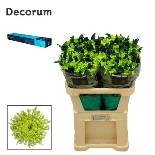 Chrysanthemum (Indicum Grp) geplozen Antenna