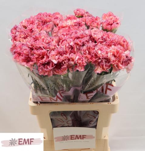 Dianthus standaard Ocaso+