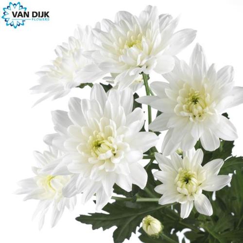 Chrysanthemum Indicum Grp tros kas Baltica