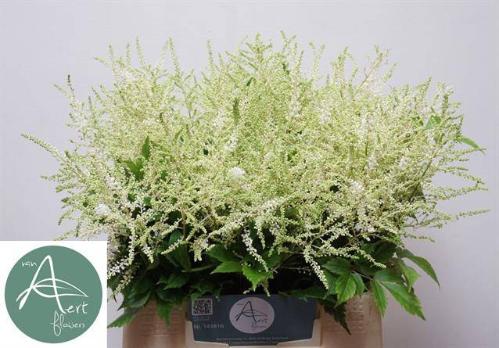 Astilbe Japonica Grp 'Whasingthon'