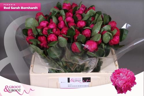 Paeonia Lactiflora Grp 'Red Sarah Bernhardt'