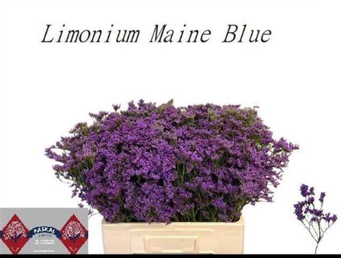 Limonium Maine Blue