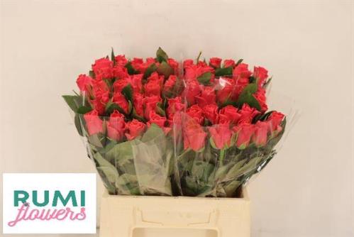 Rosa grootbloemig Pink Tacazzi+