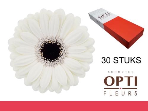 Gerbera mini Olaf