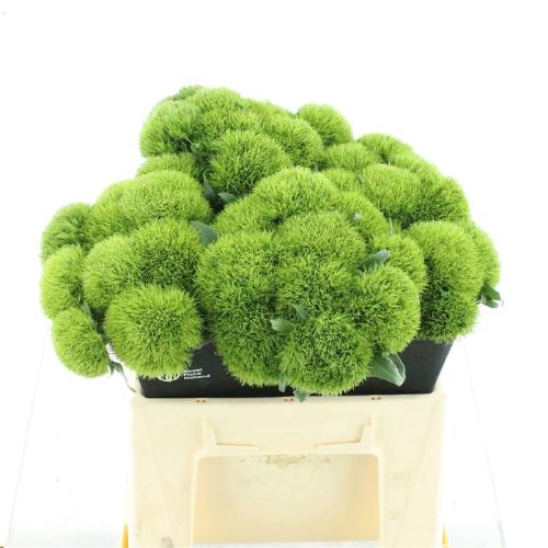 Dianthus barbatus Kiwi Mellow