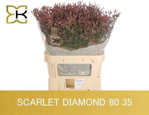 Limonium sinensis Scarlet Diamond