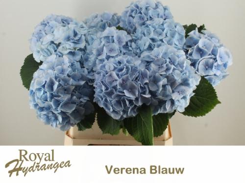 Hydrangea macrophylla 'Verena' (blauw)