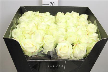 Rosa grootbloemig Avalanche+