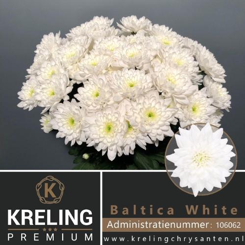 Chrysanthemum Indicum Grp tros kas Baltica