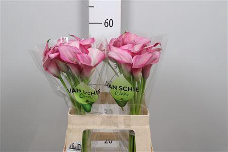 Zantedeschia 'Zazu'
