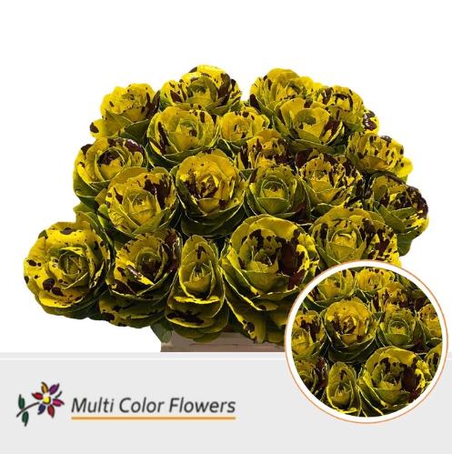 Brassica oleracea kleurbehandeld H%