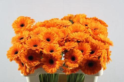 Gerbera mini Madison