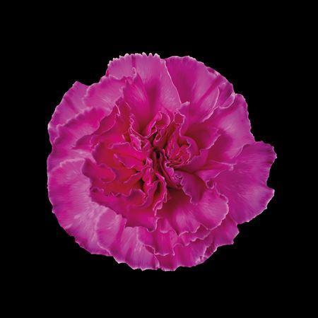 Dianthus standaard kleurbehandeld H%