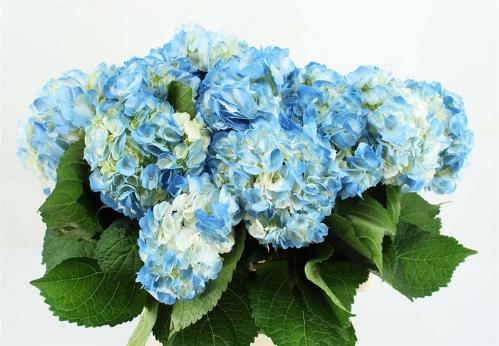 Hydrangea overig