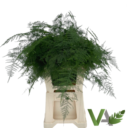 Asparagus setaceus overig