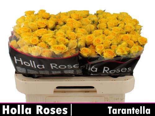 Rosa tros Tarantella