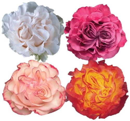 Rosa grootbloemig overig