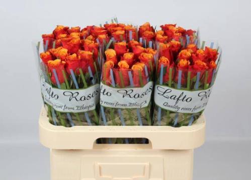 Rosa grootbloemig Espa