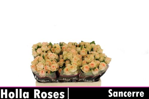 Rosa tros Sancerre