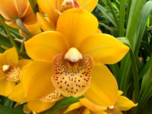 Cymbidium mini 'Lovely Sue'