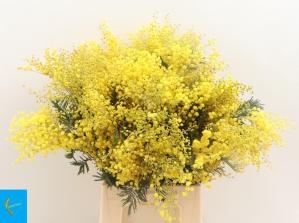 Acacia baileyana bloeiend per bos 'Purpurea'Dealbata Grp