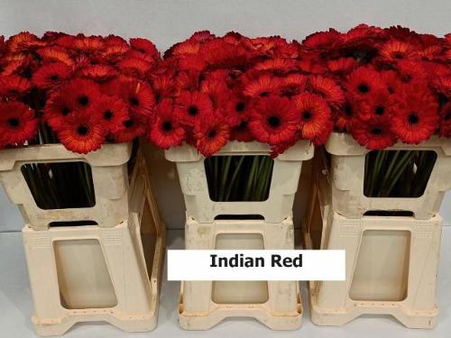 Gerbera mini kleurbehandeld H%