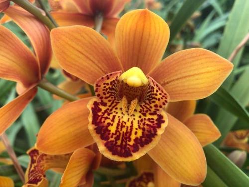 Cymbidium mini per tak Enzan Forest 'Majolica'