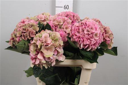 Hydrangea macrophylla Royal Palace (classic)