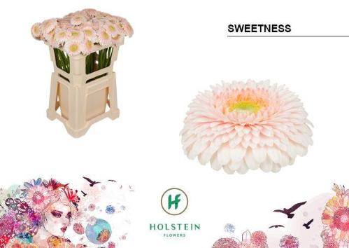 Gerbera mini bolvormig Gerponi Sweetness